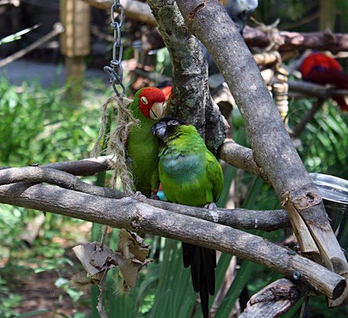 ZooWorld Zoological and Botanical Conservatory